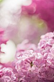 Pink-flowering lilac (close-up)