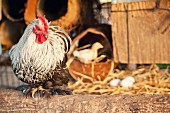 Organic eggs and a hen on a farm
