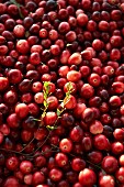 Cranberries