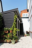 Potted plants on gravel floor against end of wooden outbuilding