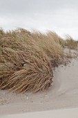 Grasbüscheln an Sandstrand