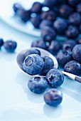 Fresh blueberries on a spoon and on a plate