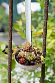 Succulents planted in vintage ladle