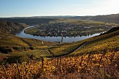 Wine-growing landscape by the Mosel River