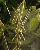 Green soya bean pods on a plant in the rain
