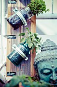 Herbs planted in mason jars attached to wooden board next to head of Buddha