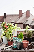 Gemüsepflanzen, Kräuter und Pflanzgefässe auf Pflanztisch auf Dachterrassse