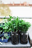 Herbs planted in mason jars on potting bench