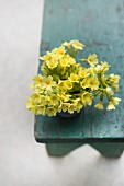 Posy of cowslips on old stool