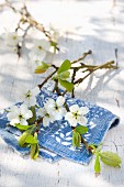 Branch of damson blossom on white and blue patterned cloth on wooden table outdoors
