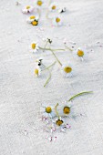 Daisies, some with plucked petals, scattered on white linen cloth