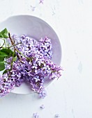 Sprigs of lilac in a bowl viewed from above