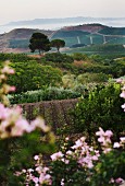 The Regaleali vineyard at Tasca d'Almerita, Sicily