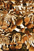 Frische Samthauben-Pilze im Moos