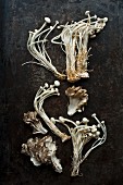 Verschiedene frische Pilze auf dunkler Metalloberfläche (Draufsicht)