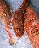 Fresh scorpion fish on ice
