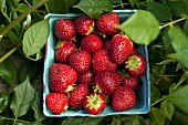 Freshly picked strawberries in a cardboard punnet
