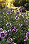 Violett blühende Dahlien im Garten