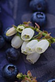 Blueberries and blueberry flowers (close-up)