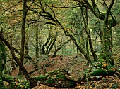Virgin forest near Bad Laasphe, North Rhine Westphalia
