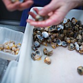 Clams being cleaned, restaurant 'Septime', Paris