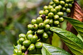 Close up von Kaffeebohnen (Rubiaceae) auf einer Kaffeeplantage im Dschungel von Sao Tome, Atlantik, Afrika