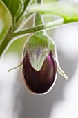 A young aubergine on a plant