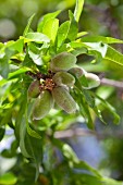 Almonds on a tree (close-up)
