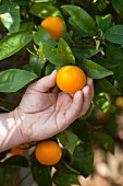 A hand picking an orange off a tree