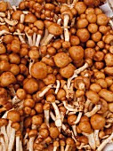Fresh, wild nameko mushrooms (seen from above)