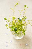 Vase of speedwell