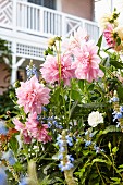 Staudenbeet mit zartrosa Dahlien und Balkongeländer im Hintergrund