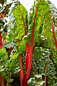 Red-stemmed chard growing in the garden