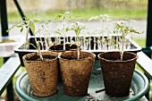 Seedlings in biodegradable pots on planter saucer