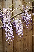Wisteria racemes against wooden facade