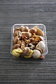 Various types of mushrooms in a plastic container