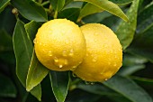 Two wet lemons on a tree