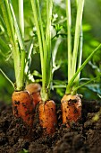 Karotten halb aus der Erde herauswachsend