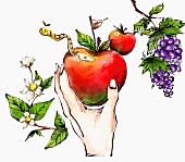 Hand hält Apfel (Illustration)