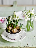 Drinking glass of snowdrops & white grape hyacinths planted in vintage teacup