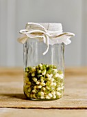 Bean sprouts in a sprouting jar
