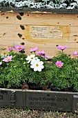 White and pink cosmos (Cosmea) in old wooden crates with edelweiss in background