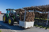 An grossen Holzgestellen, zum Trocknen hängender Kabeljau in einem Fischerdorf auf den Lofoten, Norwegen