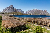 Cod dying on a large wooden frame against the magnificent mountain backdrop and bay of Lofoten, Norway