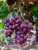 Red Globe grapes hanging on a vine