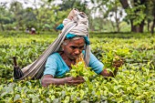 An Indian woman dressed in traditional clothing harvesting tea in the plantations of Bagdogra, Darjeeling, India