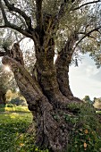 An old olive tree reigns over the garden of Finca Es Castell, Majorca