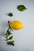 A lemon with leaves on a white surface