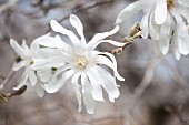 Sternmagnolienblüten (Magnolia stellata) am Zweig