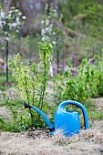 A watering can in a garden